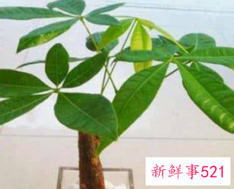 各种属相的幸运花寓意