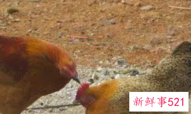 鸡啄自己是什么意思