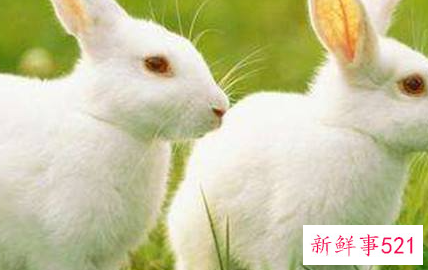 属兔女生的优点和缺点