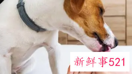 狗狗舔主人脚是什么意思