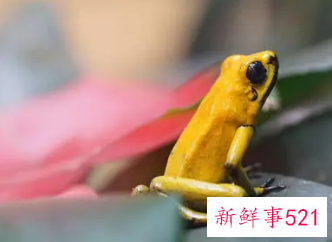 梦见金蛙围着我跳是什么意思