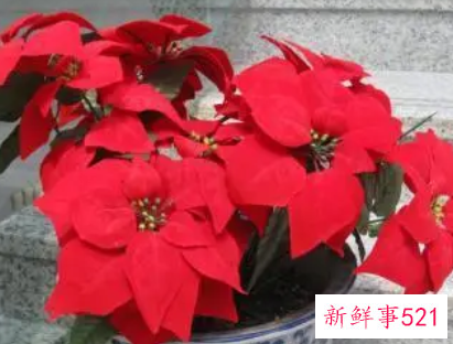 一品红长太高怎么办