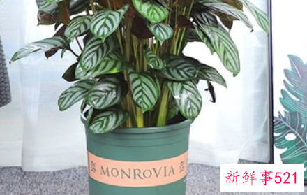 苹果竹芋的养殖方法和注意事项