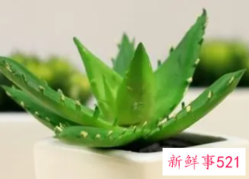 芦荟放在卧室的坏处有哪些