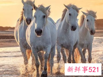 为什么马和羊绝配