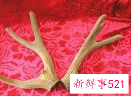 男人十大补肾壮阳食物