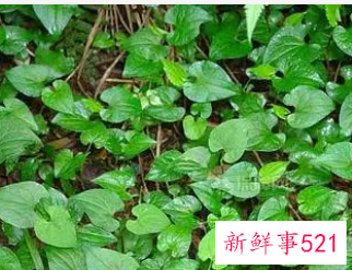 鱼腥草的内容图片