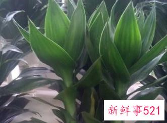 荷花竹水培怎么养