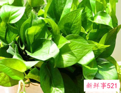 适合办公室养的植物