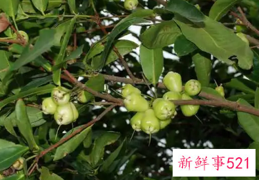 水蒲桃有没有毒