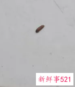 黑皮蠹虫源找到了