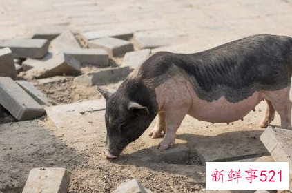 属猪女跟属猪男配吗