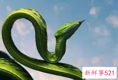 属蛇哪几个月财运最好