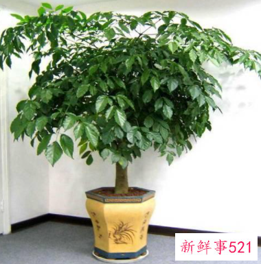 金钱树适合客厅养吗