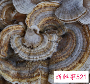 女性吃灵芝孢子粉的七大好处