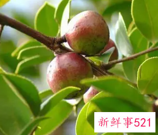 油茶热量有多少