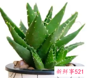 芦荟放在卧室的坏处有哪些