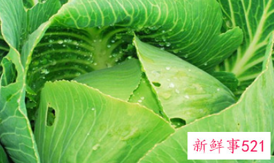 7月份可以种包菜吗