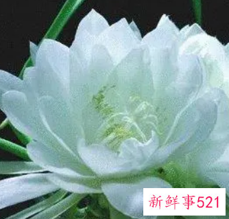 梦见雪莲花代表什么