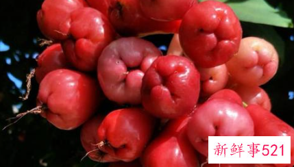 水石榴和莲雾的区别