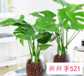 科学养好龟背竹栽培要点