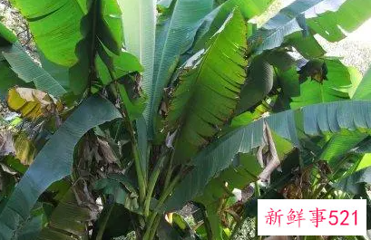 梦到芭蕉是什么预兆