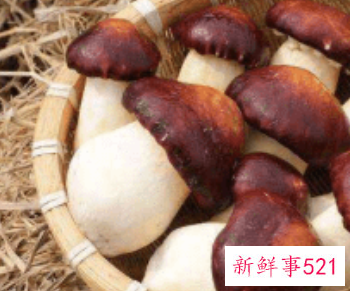 赤松茸菌怎么保存