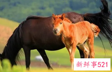 为什么马和羊绝配