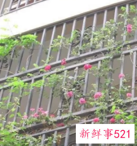 外置阳台怎么装修好看