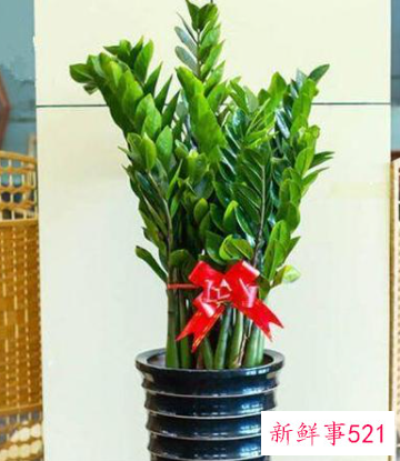 金钱树适合客厅养吗