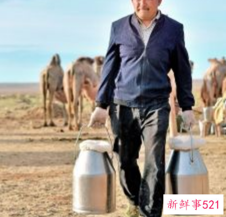 驼奶的功效以及作用