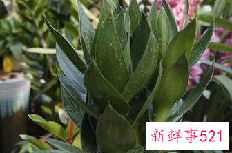 荷花竹水培怎么养