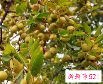 梦见枣树死了寓意