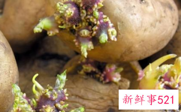 土豆发芽可以吃吗