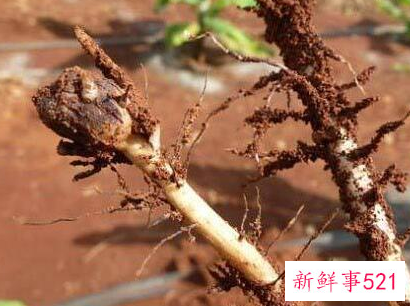 香蕉根有什么功效