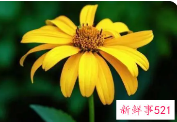 一生最吉利旺财的微信名女