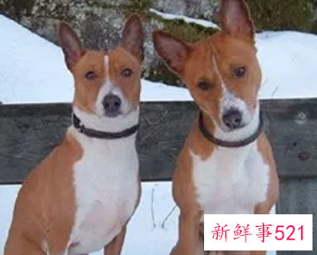 巴仙吉犬好养吗