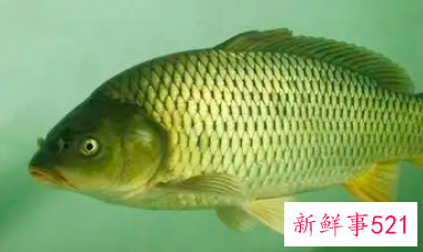 野生鲤鱼的营养价值