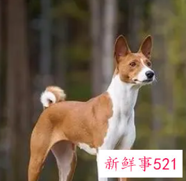 巴仙吉犬好养吗
