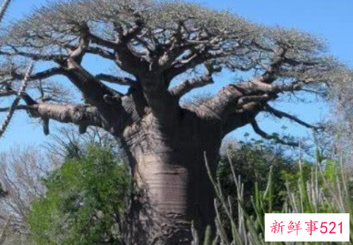 世界上最储存水的树