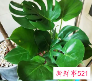 科学养好龟背竹栽培要点