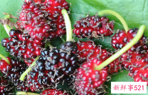 洗桑葚的注意事项有哪些