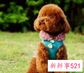 在寝室养什么宠物比较好