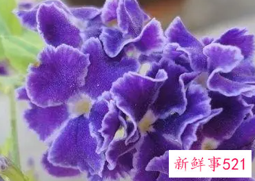 紫罗兰的栽培方法与管理要点