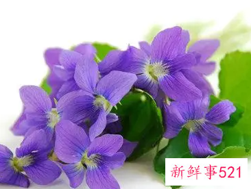 紫罗兰的栽培方法与管理要点