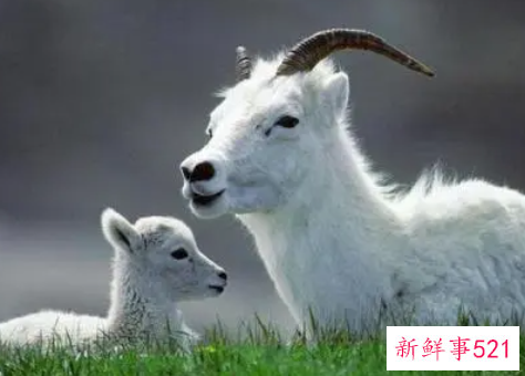 属羊的性格和脾气女人优点缺点弱点