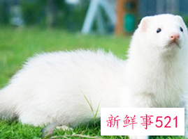 在寝室养什么宠物比较好