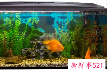 客厅养什么鱼风水好