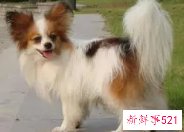 蝴蝶犬多少钱一只