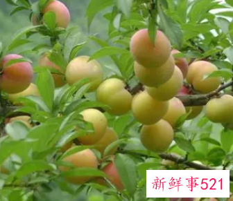 孕妇梦见树上结满了李子